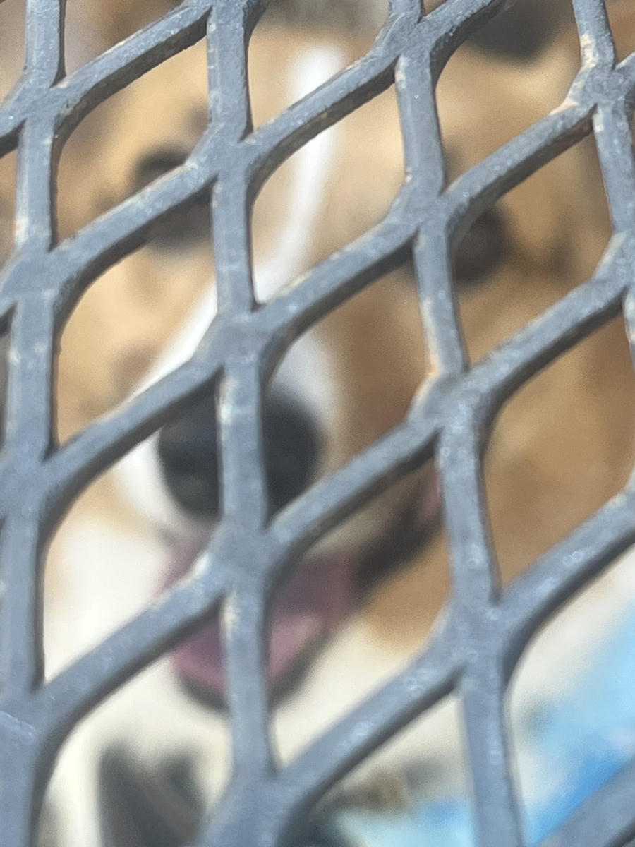 A dog