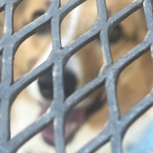 A dog