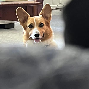A dog