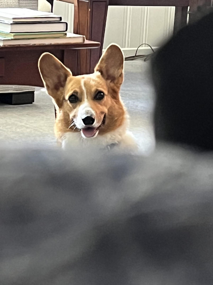 A dog