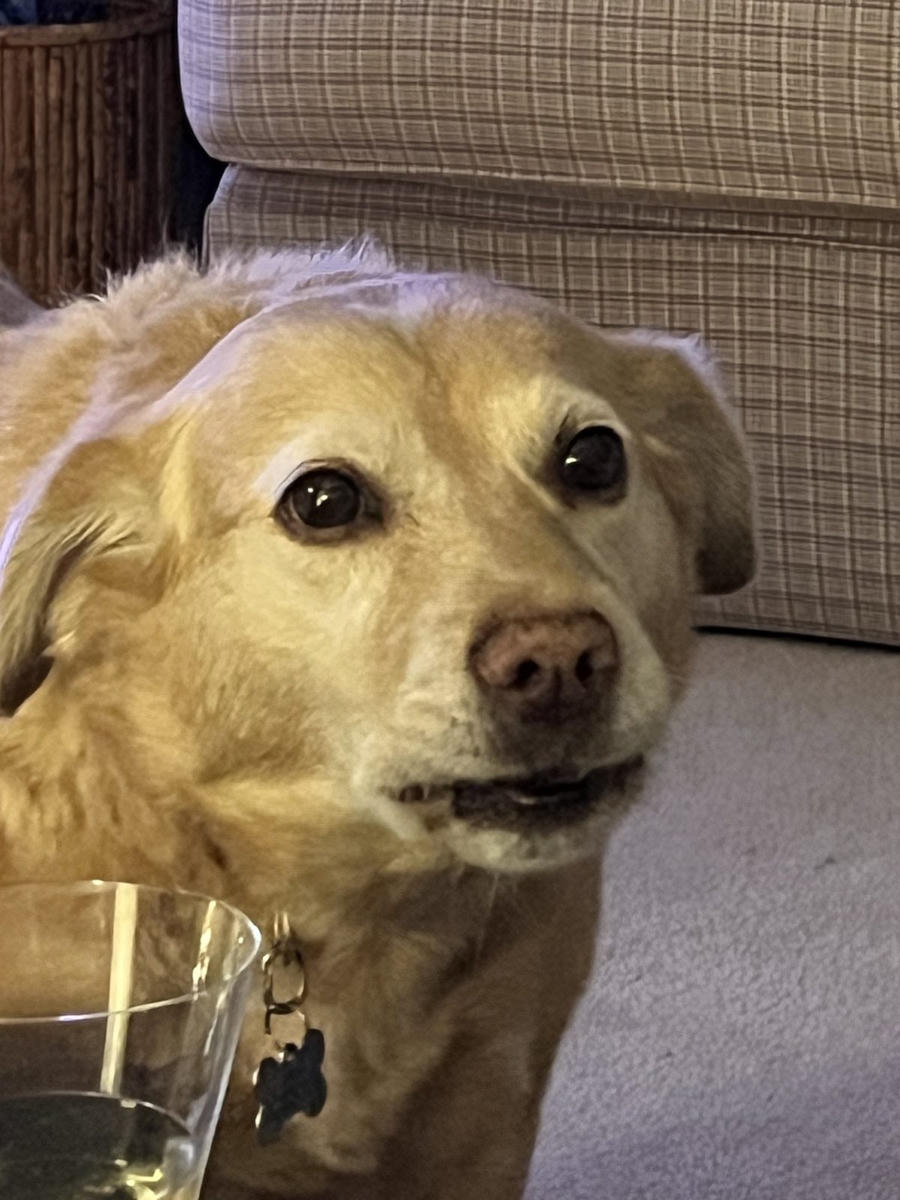 A dog