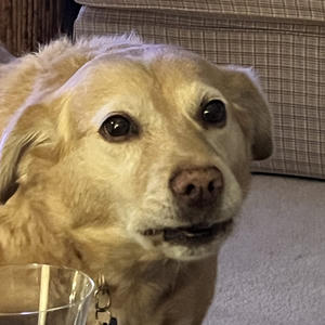 A dog