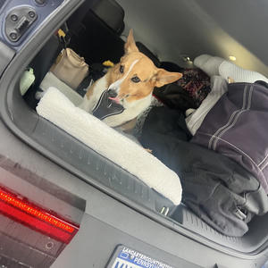 A dog