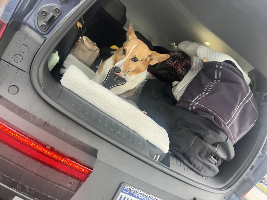 A dog