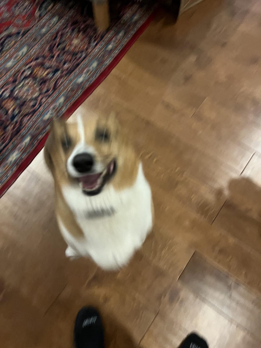A dog