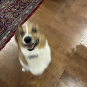 A dog