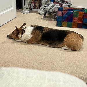 A dog