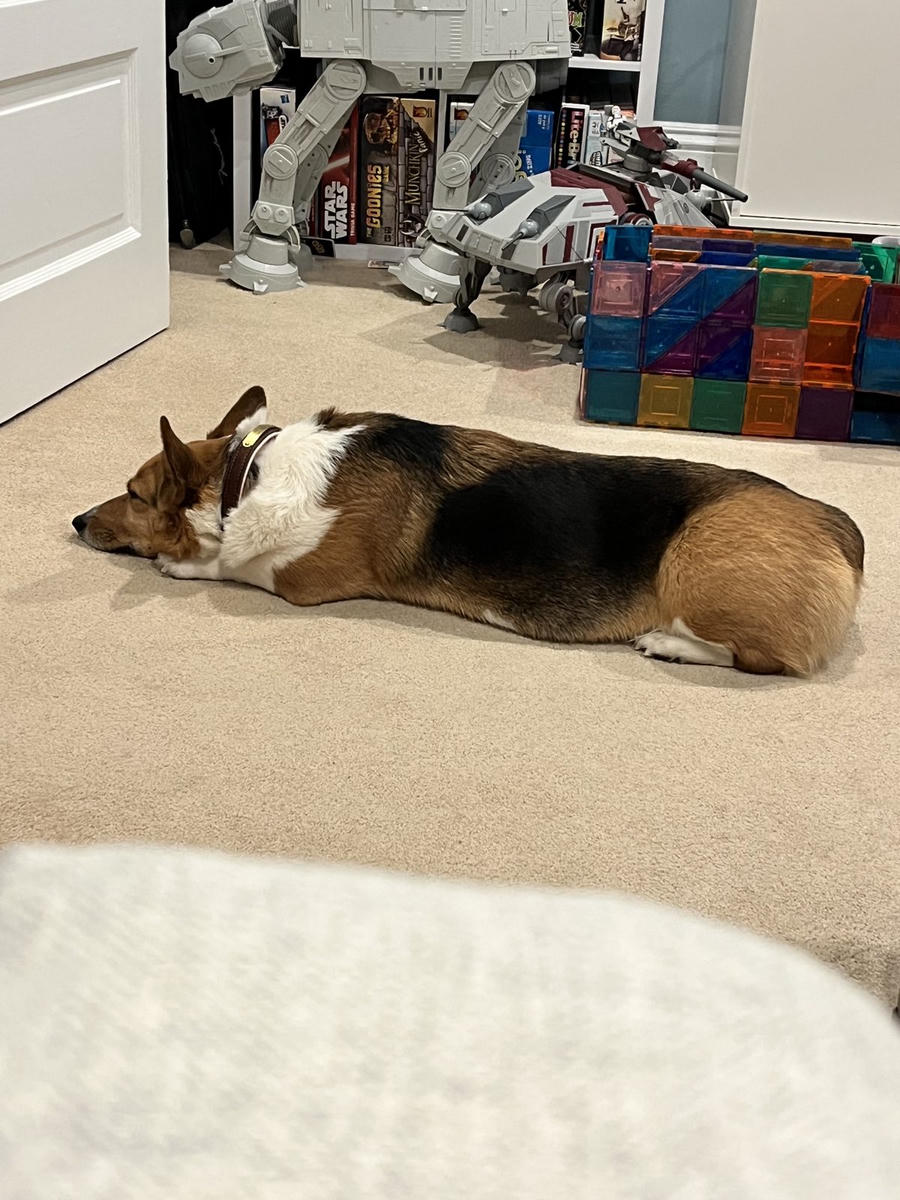 A dog