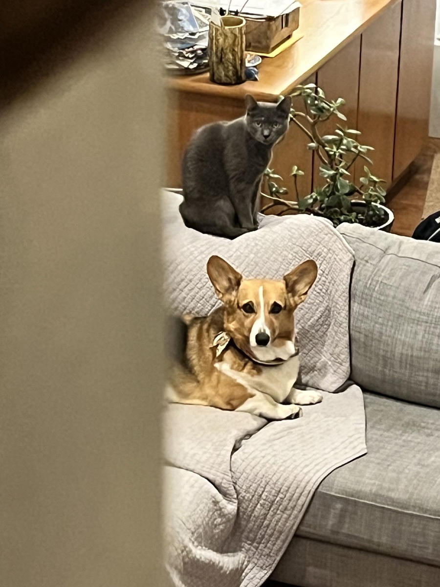A dog