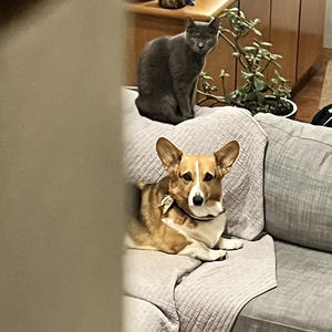 A dog