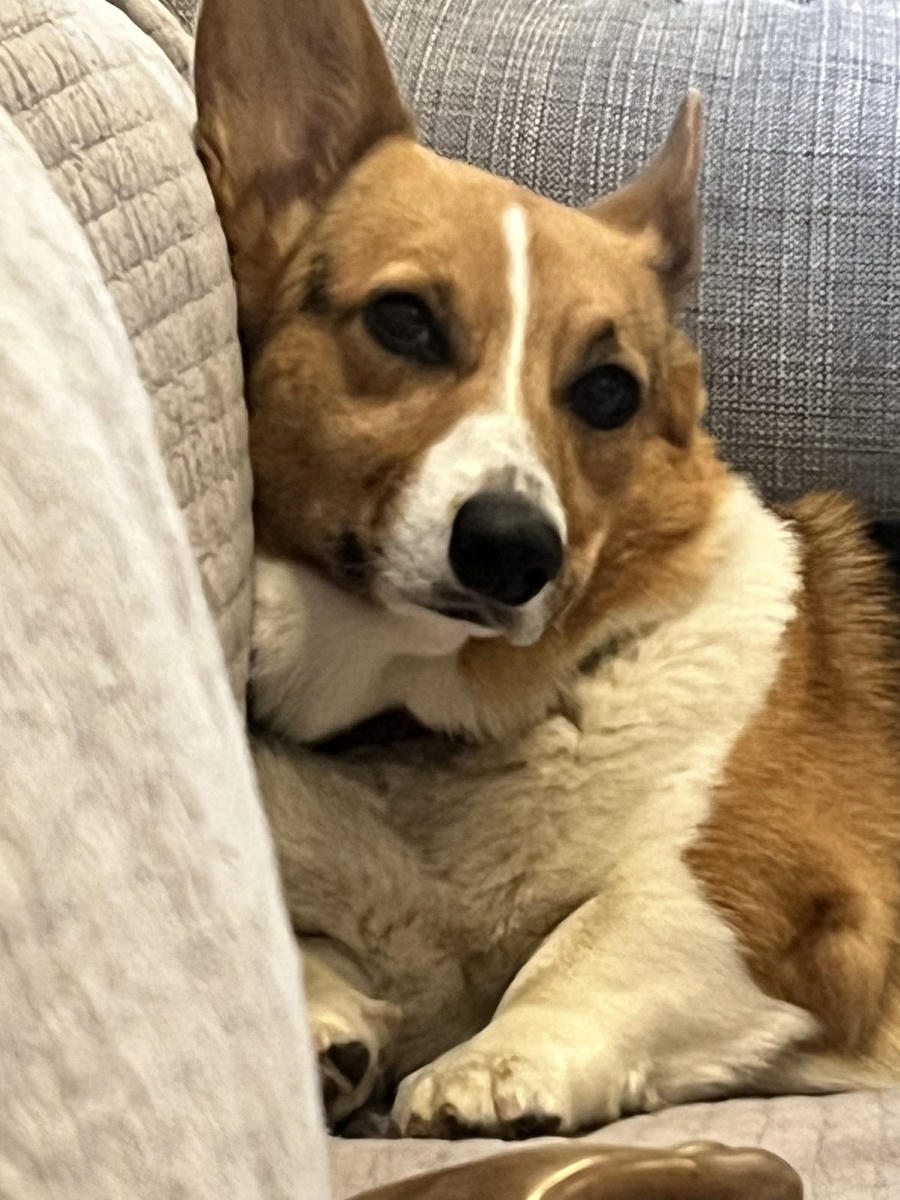 A dog