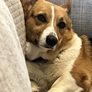 A dog