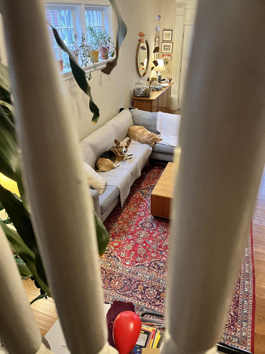 A dog