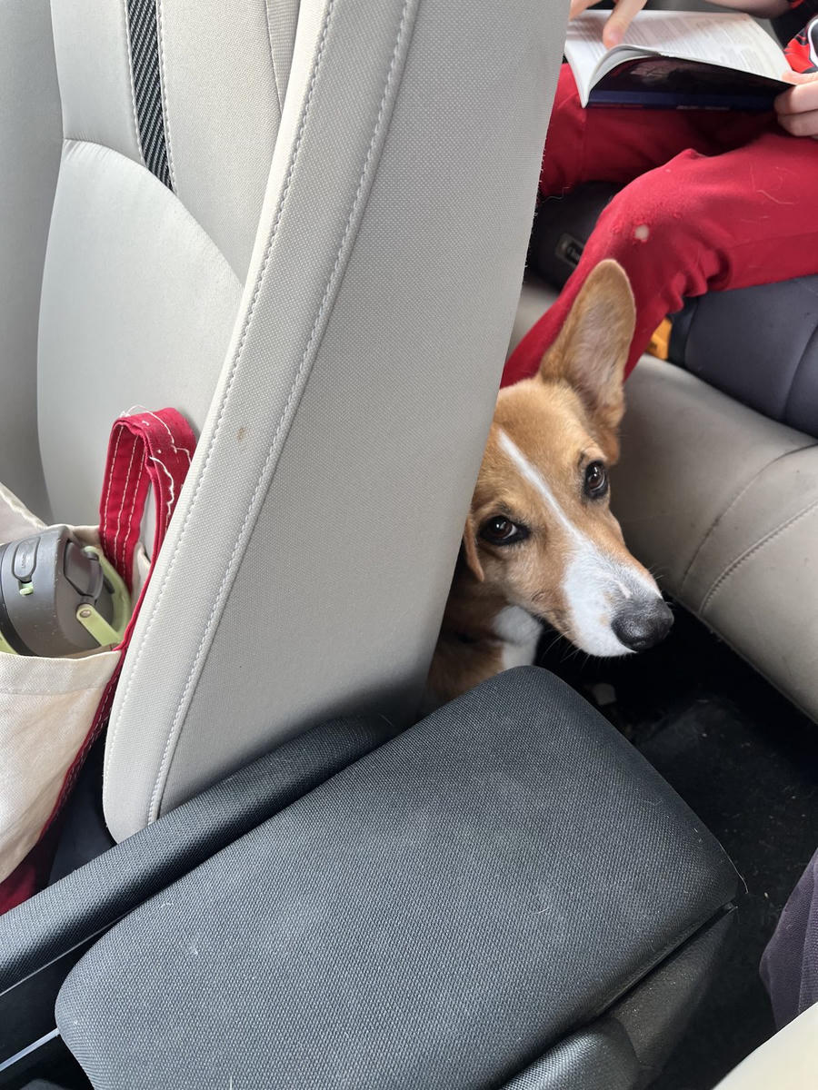 A dog