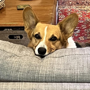 A dog