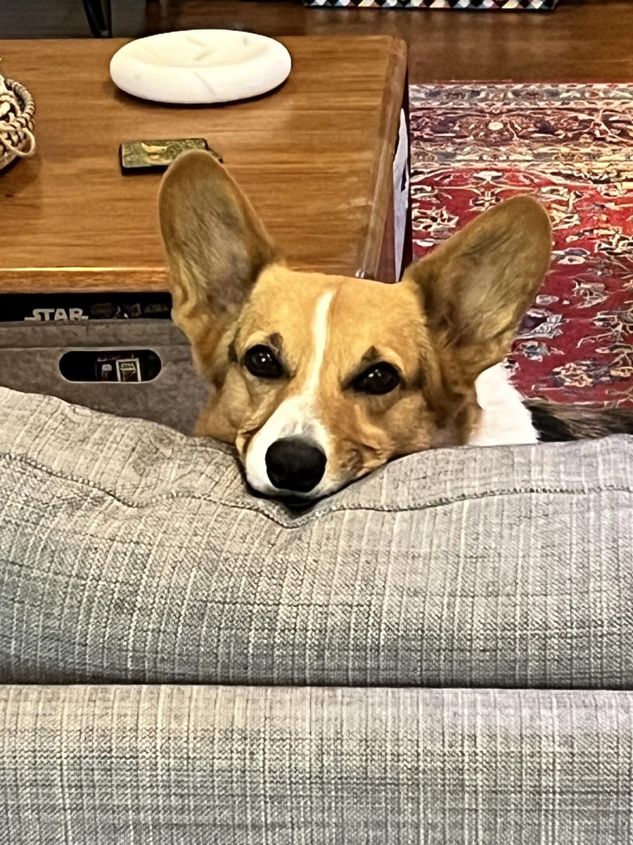 A dog