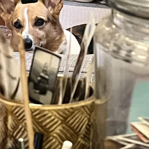 A dog