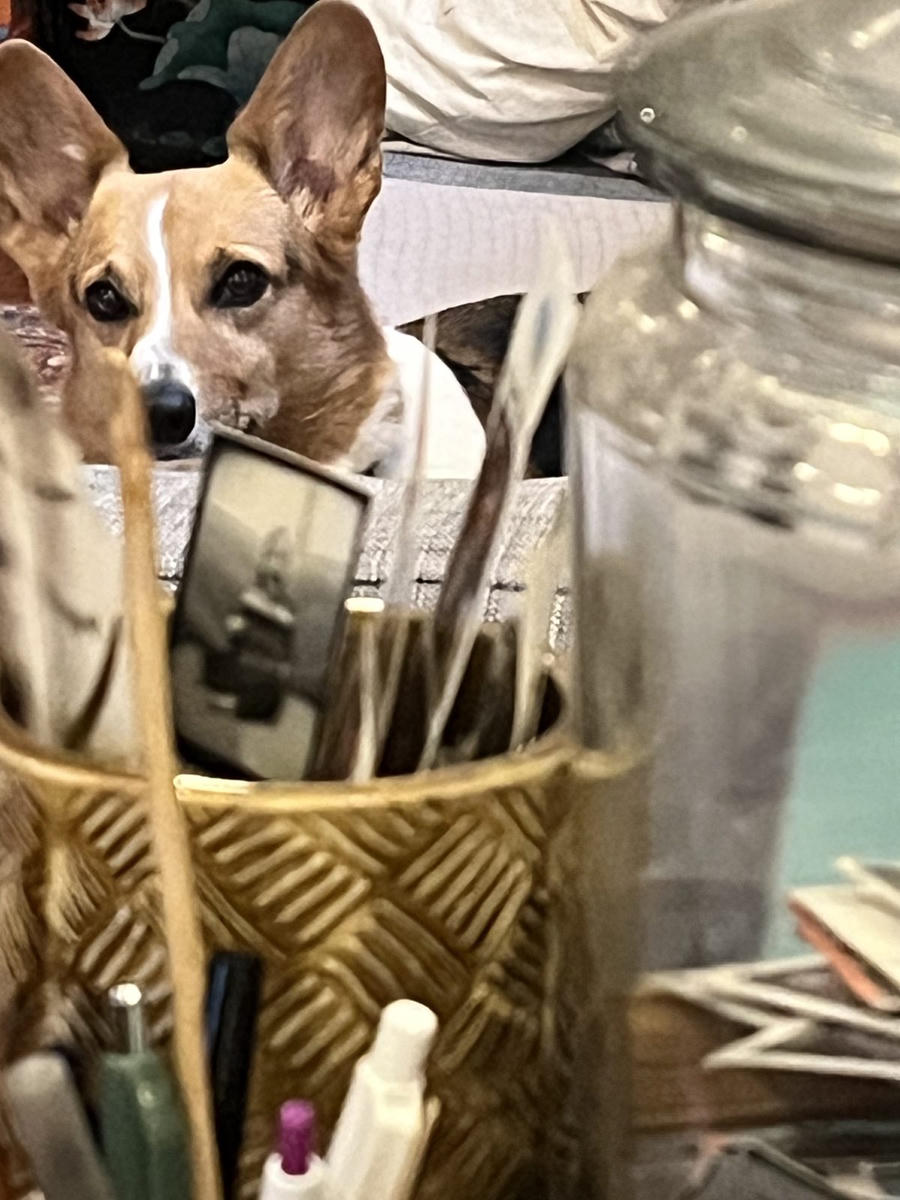 A dog
