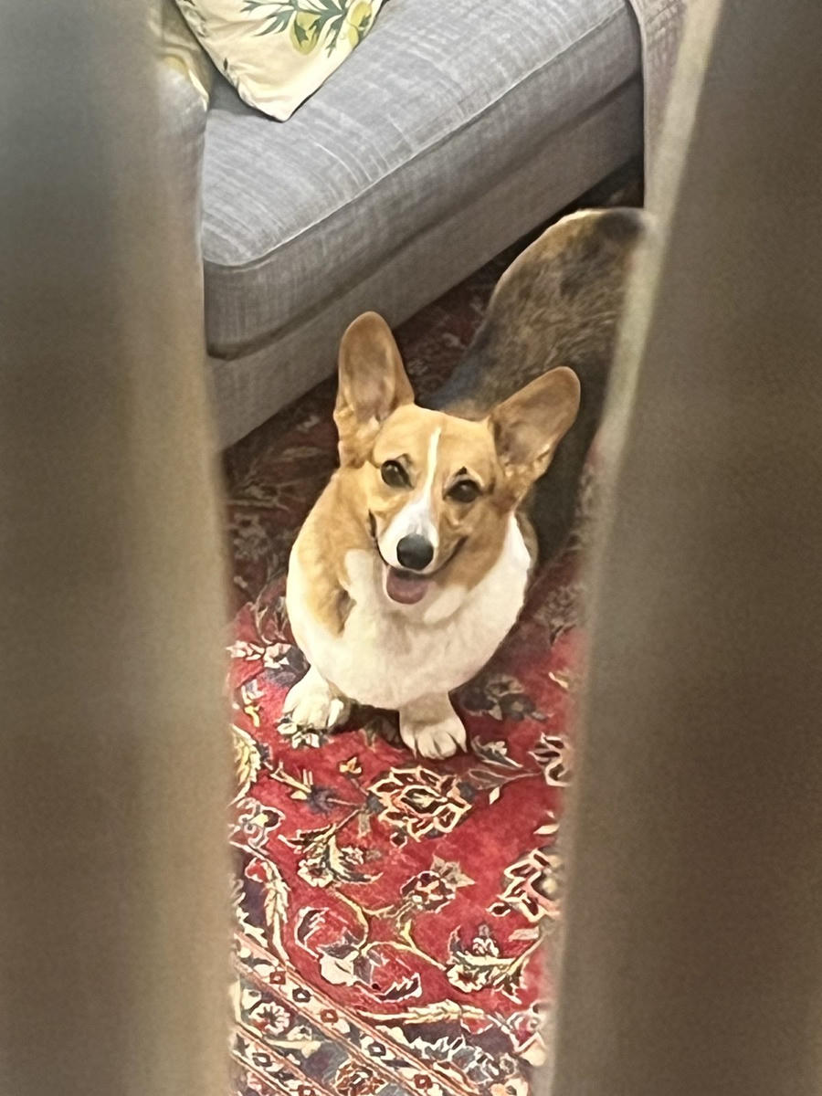 A dog