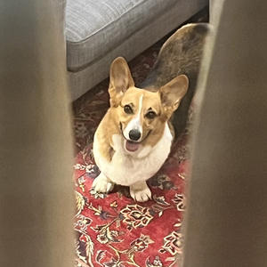 A dog