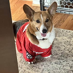 A dog