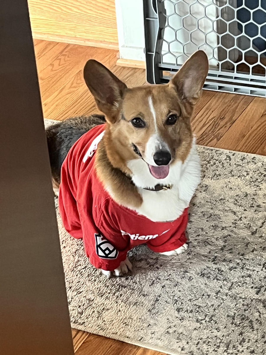 A dog