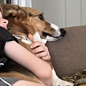 A dog