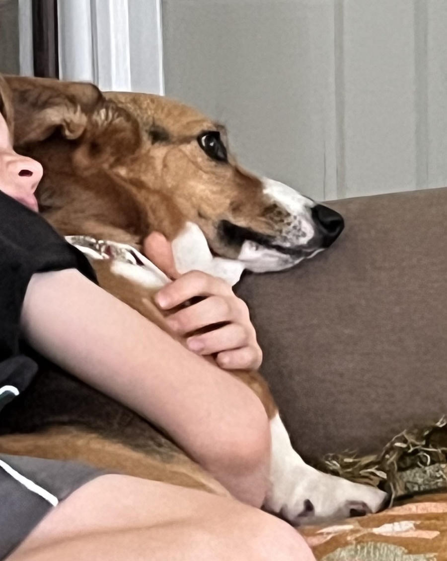 A dog
