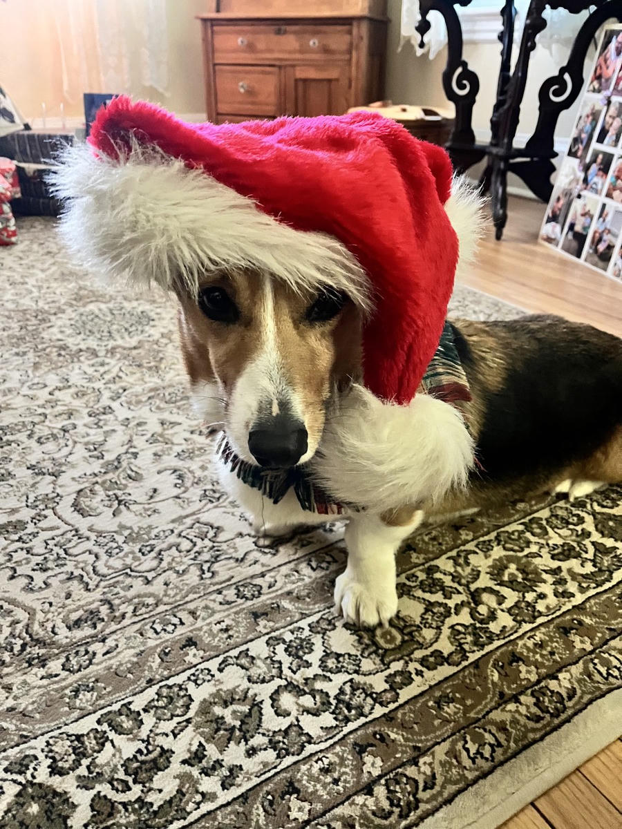 A dog