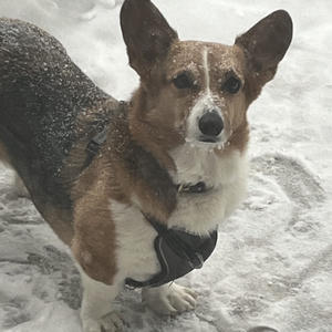A dog