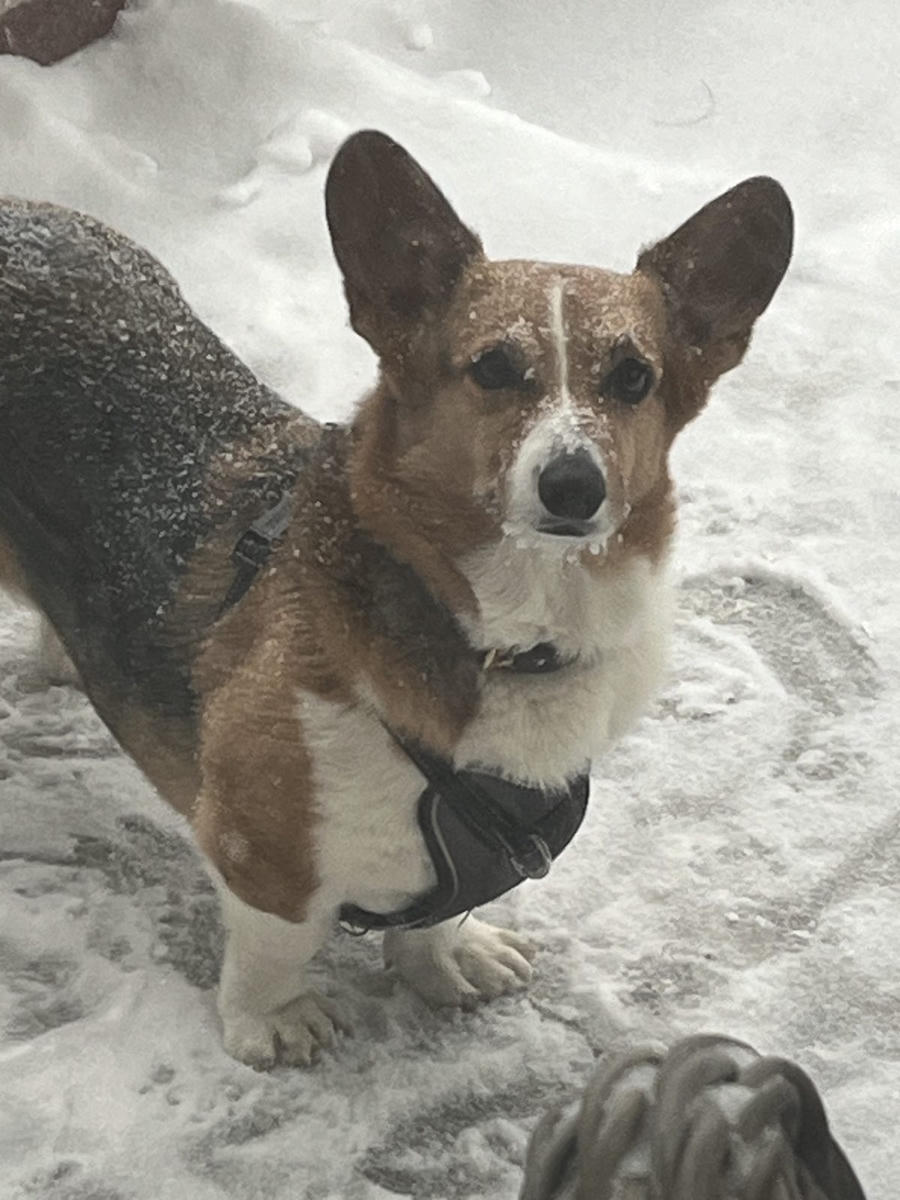 A dog