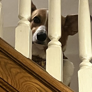 A dog