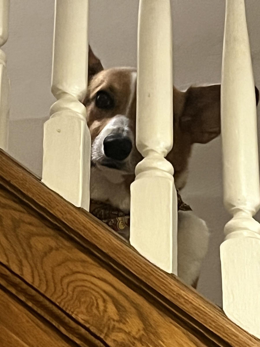 A dog