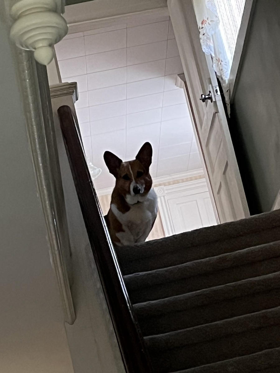 A dog