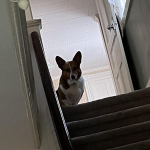 A dog