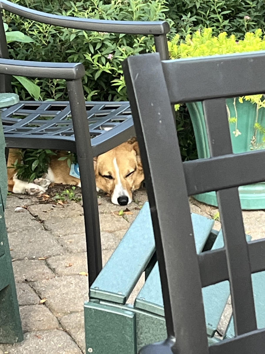 A dog