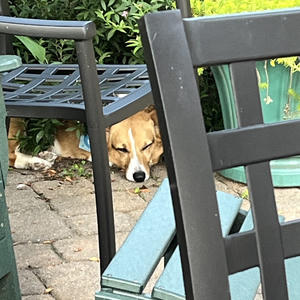 A dog
