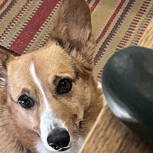 A dog
