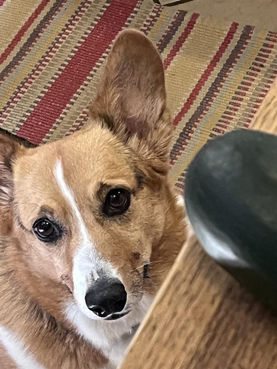 A dog